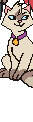Dongwa