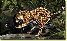 jaguar