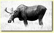 picture: moose