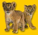 Lion Cubs