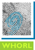 whorl