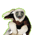 Zoboomafoo