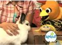 Pets Week
