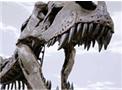 Fossils