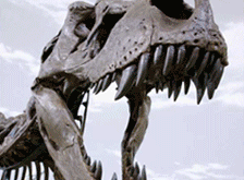 Fossils