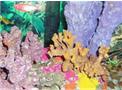 Sea-life