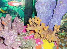 Sea-life